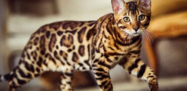 گران ترین نژادهای گربه در جهان؛ قیمت گران ترین گربه چقدر است؟