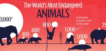 کدام حیوانات جهان بیشتر در معرض خطر انقراض قرار دارند؟ + اینفوگرافیک