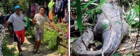 زن ۵۰ ساله در جنگل‌های اندونزی طعمه مار پیتون غول‌پیکر شد + ویدیو