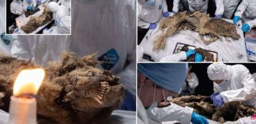 کشف بقایای یک گرگ باستانی با دندان‌های سالم پس از ۴۴ هزار سال در سیبری + ویدیو