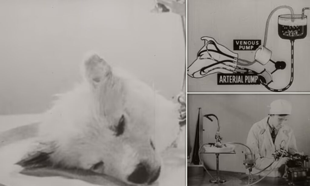 نگاهی به آزمایشات ترسناک دانشمندان اتحاد جماهیر شوروی روی حیوانات + ویدیو