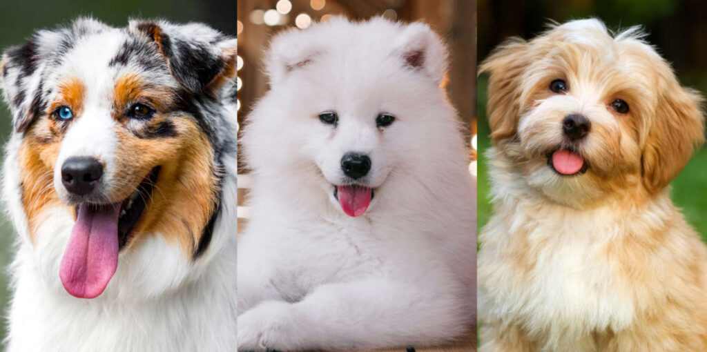 ۱۰ نژاد سگ پشمالو که برای نوازش کردن عالی هستند! از باربت تا پودل عروسکی