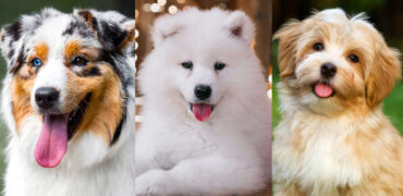 ۱۰ نژاد سگ پشمالو که برای نوازش کردن عالی هستند! از باربت تا پودل عروسکی