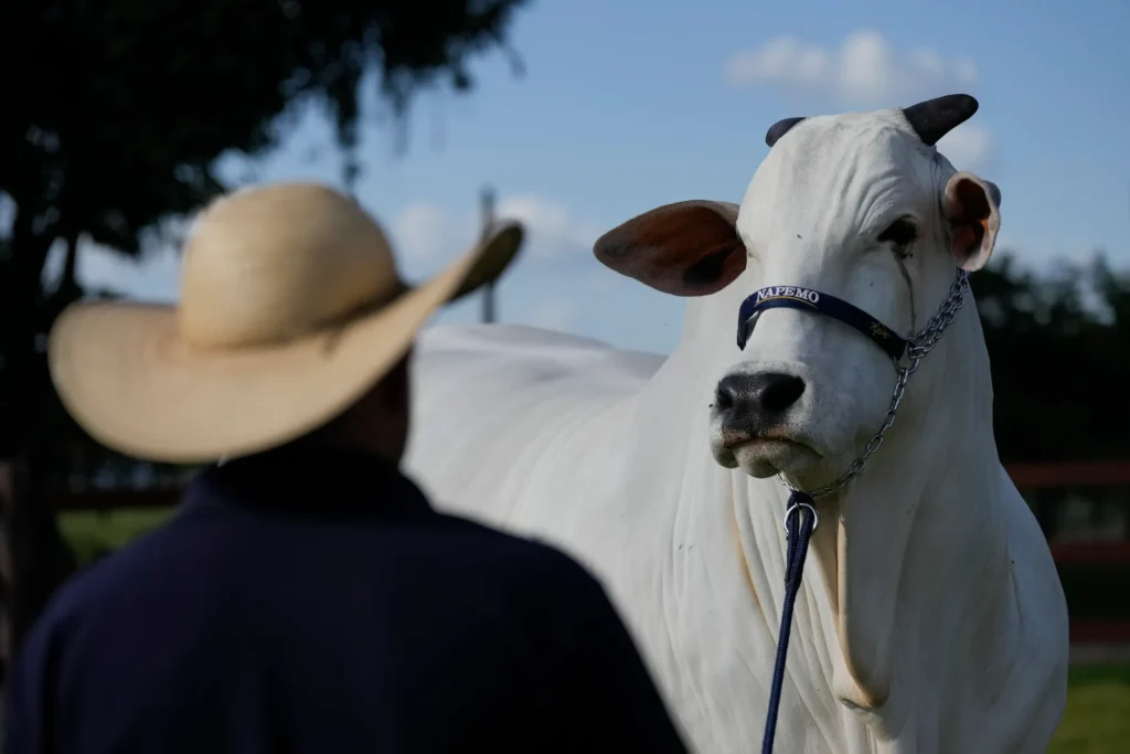 ویاتینا-۱۹؛ گران ‌ترین گاو جهان در برزیل با قیمت ۴ میلیون دلار