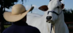 ویاتینا-۱۹؛ گران ‌ترین گاو جهان در برزیل با قیمت ۴ میلیون دلار