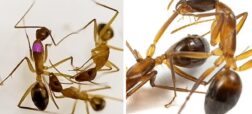 مورچه‌ها؛ جراحان کوچک طبیعت که جان همنوعان خود را نجات می‌دهند + ویدیو