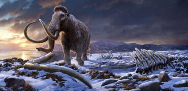 علت اصلی انقراض ماموت‌ها؛ رویدادی غیرمنتظره یا بدشانسی