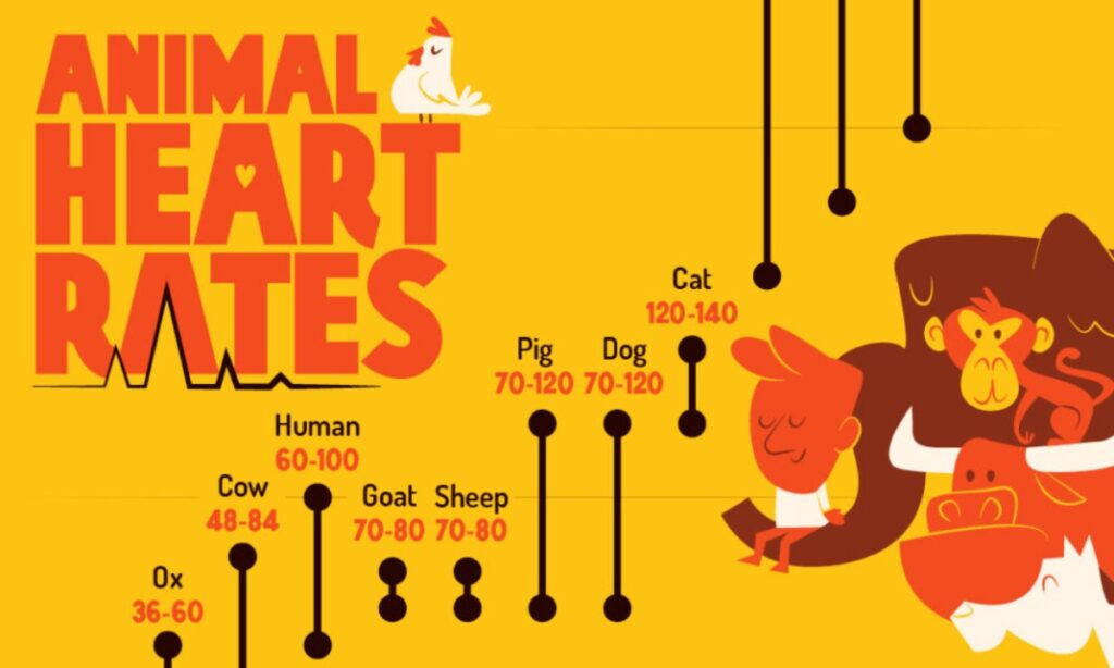 مقایسه‌ تعداد ضربان قلب ۱۵ حیوان مختلف در حالت استراحت + اینفوگرافیک