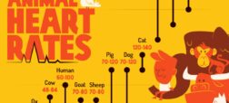 مقایسه‌ تعداد ضربان قلب ۱۵ حیوان مختلف در حالت استراحت + اینفوگرافیک