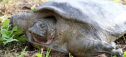 خطر چینی‌ها برای گونه‌ی نادری از لاک‌پشت‌های ایرانی در خوزستان