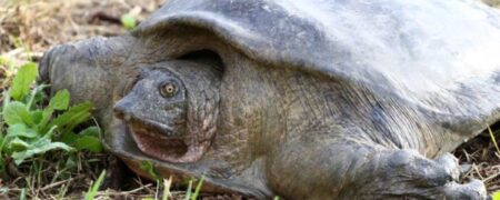 خطر چینی‌ها برای گونه‌ی نادری از لاک‌پشت‌های ایرانی در خوزستان