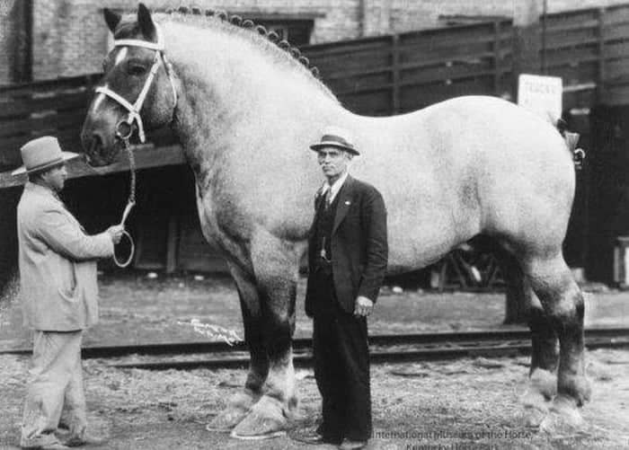 بزرگترین اسب جهان چه اندازه ای است؟