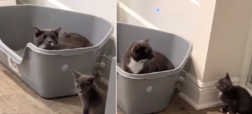 واکنش خنده دار گربه‌ای که با سگ‌ها بزرگ شده بعد از دیدن یک بچه گربه + ویدئو