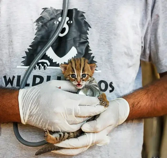 بامزه ترین گربه جهان