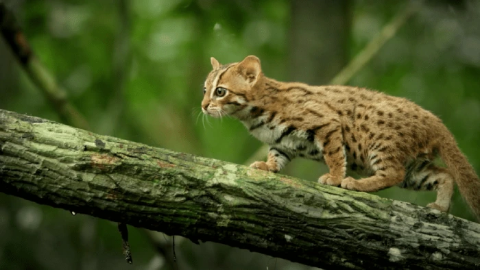 بامزه ترین گربه جهان