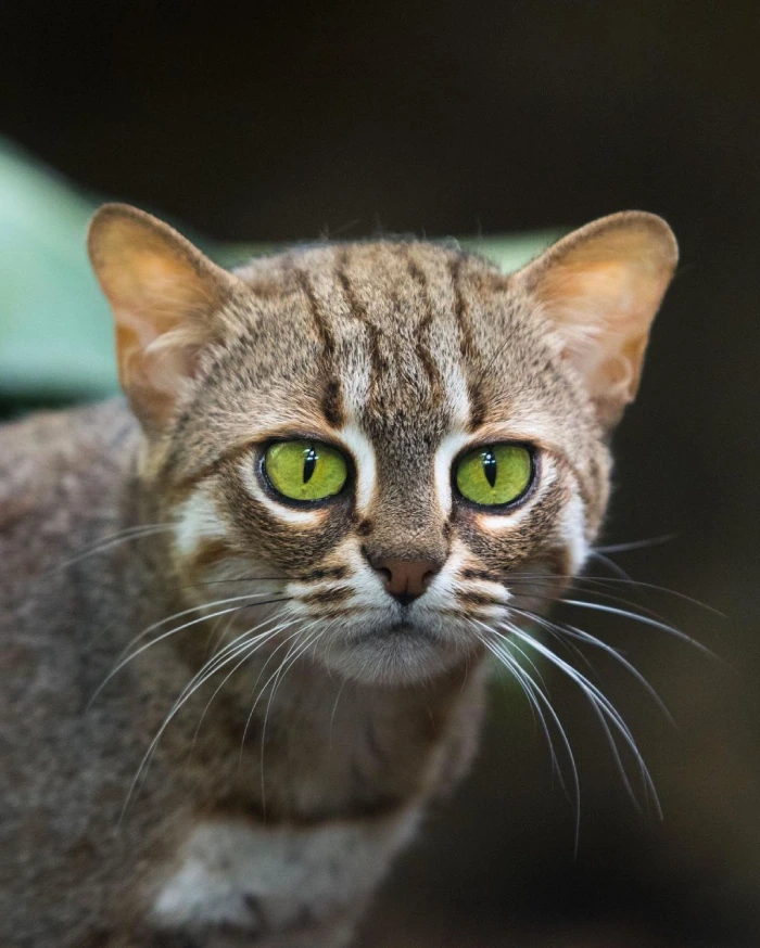 بامزه ترین گربه جهان