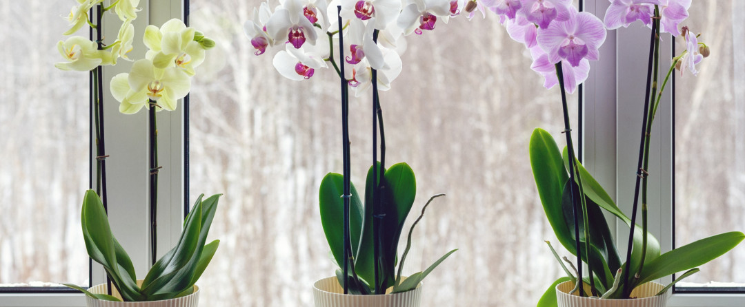 ۲۰ گیاه شانس‌آور برای جذب انرژی مثبت و رفاه در منزل