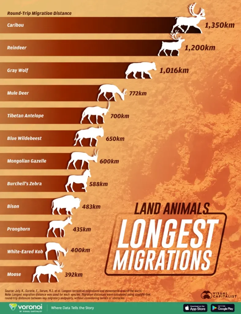 طولانی‌ترین مهاجرت‌های حیوانات