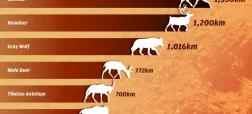 land-animals-with-longest-migrations