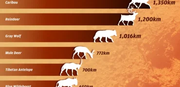 رتبه‌بندی طولانی‌ترین مهاجرت‌های حیوانات ساکن خشکی + اینفوگرافی