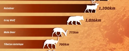 رتبه‌بندی طولانی‌ترین مهاجرت‌های حیوانات ساکن خشکی + اینفوگرافی