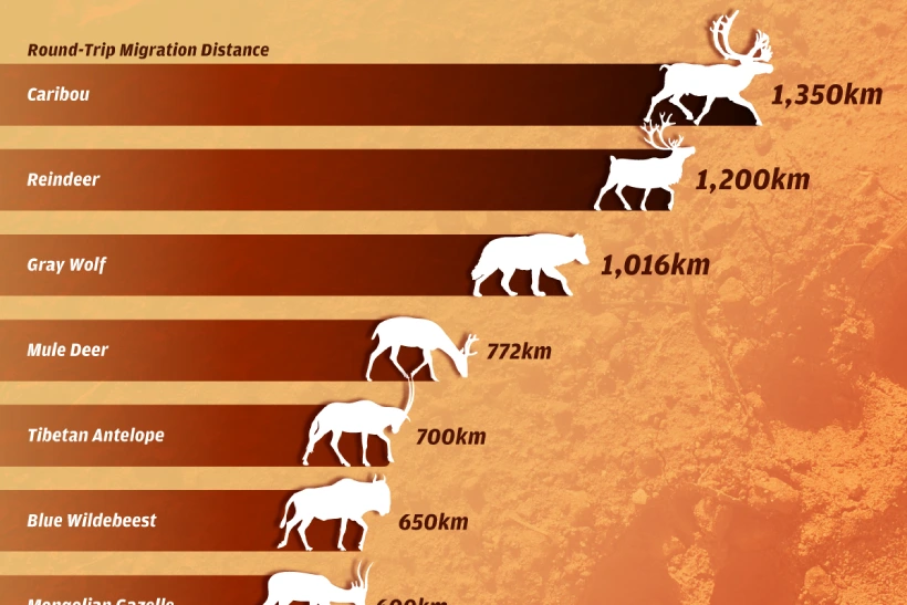 رتبه‌بندی طولانی‌ترین مهاجرت‌های حیوانات ساکن خشکی + اینفوگرافی