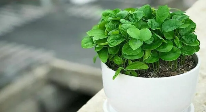 سبزه نوروز