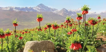  حمله به دشت لاله‌های واژگون و کندن این گل‌های کمیاب توسط مسافران + ویدیو