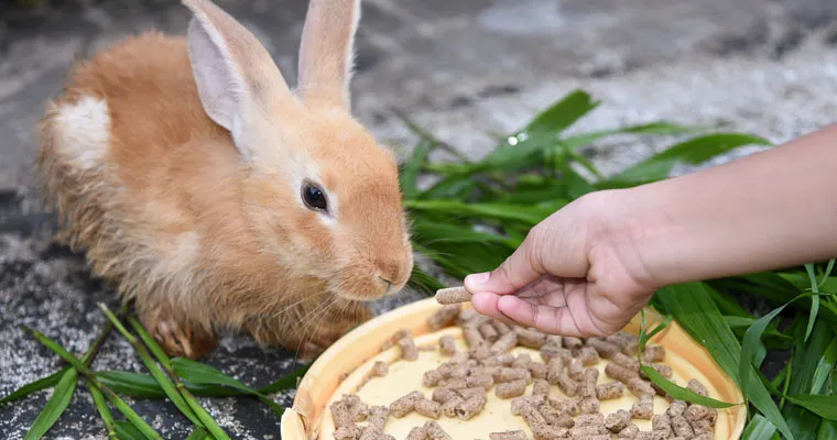 خرگوش
