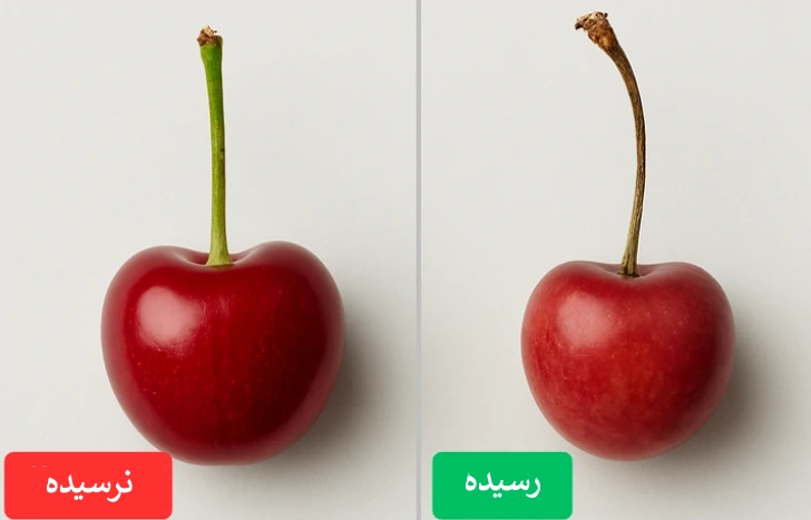 گیلاس رسیده و نارس
