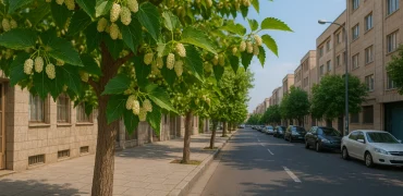 آیا خوردن توت درختان در خیابان‌های تهران و شهرهای بزرگ بی خطر است؟