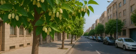 آیا خوردن توت درختان در خیابان‌های تهران و شهرهای بزرگ بی خطر است؟