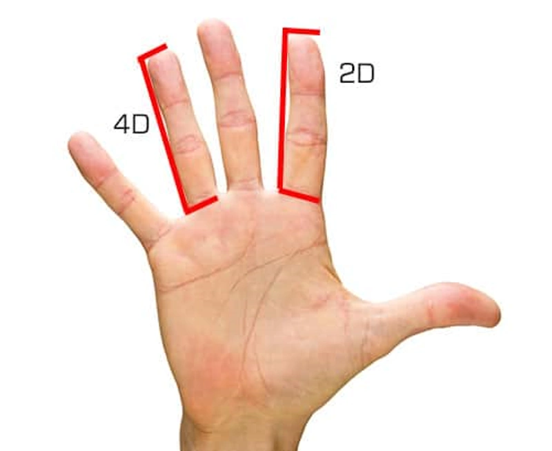 اندازه گیری 2D:4D