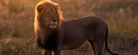شکار شیر نر مشهور به «بلوندی» توسط یک شکارچی برای ۳۵ هزار پوند
