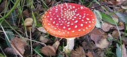 چطور قارچ سمی را از غیرسمی تشخیص دهیم؟