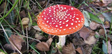چطور قارچ سمی را از غیرسمی تشخیص دهیم؟