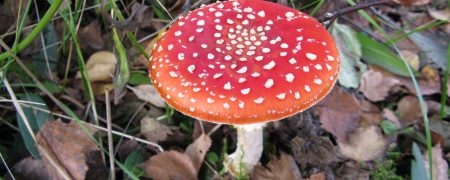 چطور قارچ سمی را از غیرسمی تشخیص دهیم؟