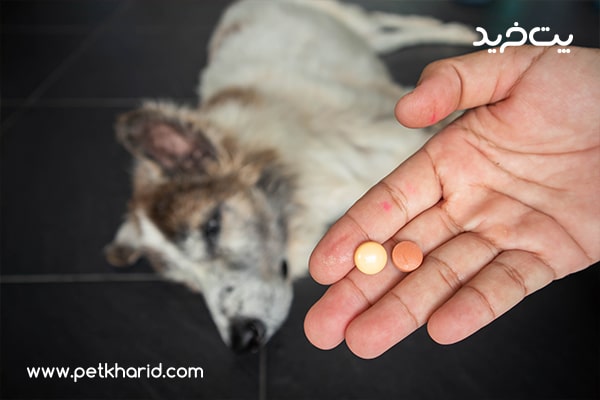 ملاتونین برای گربه خانگی