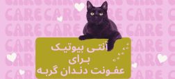 آنتی بیوتیک برای عفونت دندان گربه