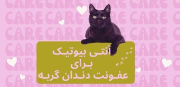 آنتی بیوتیک برای عفونت دندان گربه