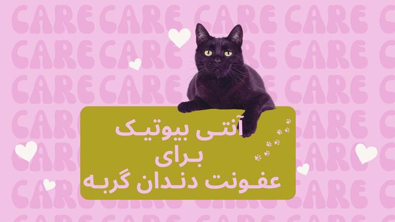 آنتی بیوتیک برای عفونت دندان گربه