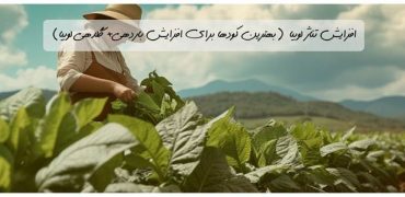افزایش تناژ لوبیا (بهترین کودها برای افزایش باردهی+ گلدهی لوبیا)