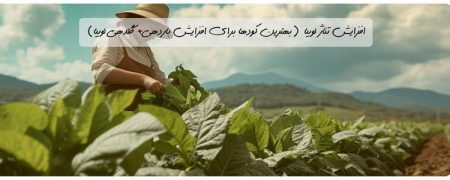 افزایش تناژ لوبیا (بهترین کودها برای افزایش باردهی+ گلدهی لوبیا)