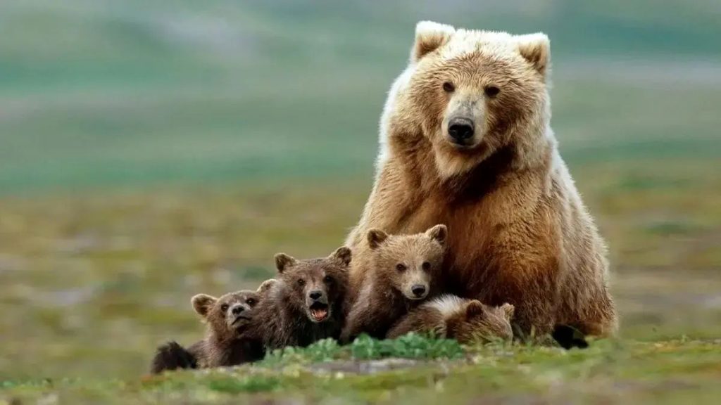 ثبت تصاویری استثنایی از شیر دادن خرس قهوه‌ای مادر به ۳ توله‌اش در ارتفاعات البرز