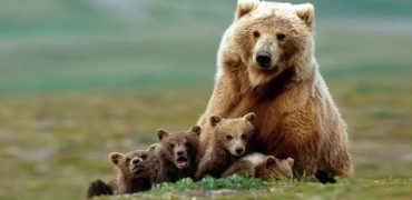 ثبت تصاویری استثنایی از شیر دادن خرس قهوه‌ای مادر به ۳ توله‌اش در ارتفاعات البرز