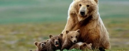 ثبت تصاویری استثنایی از شیر دادن خرس قهوه‌ای مادر به ۳ توله‌اش در ارتفاعات البرز