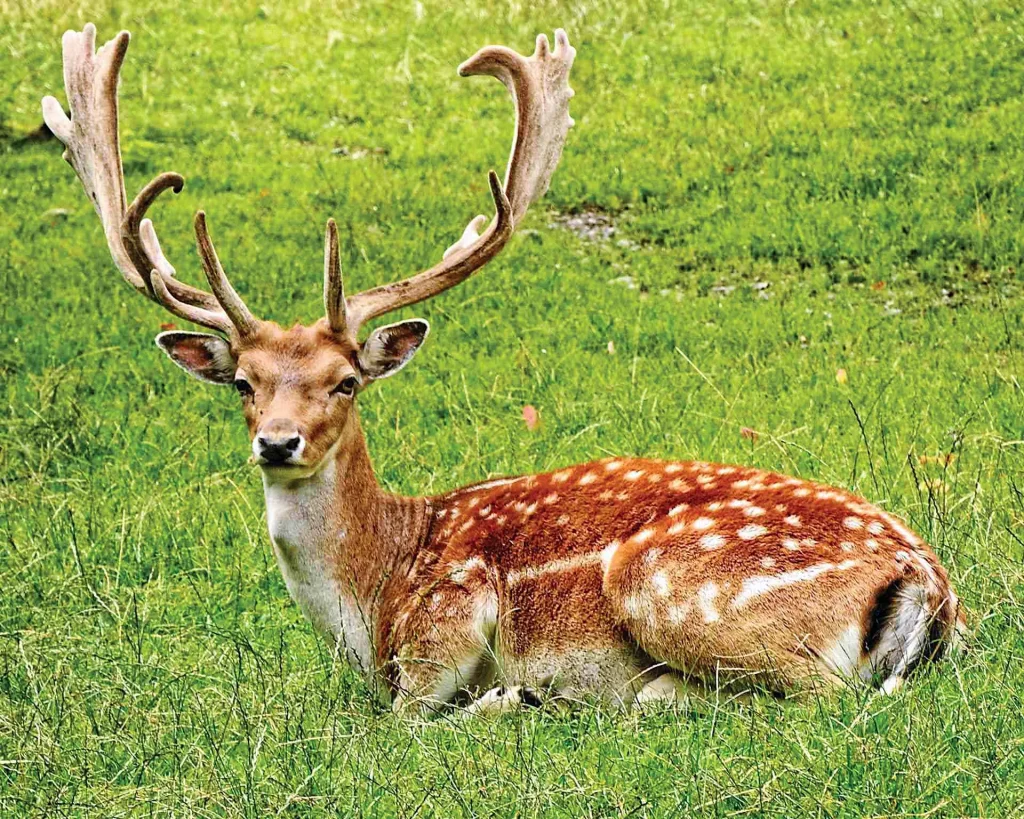 گوزن زرد ایرانی