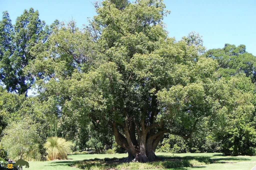 درخت کافور