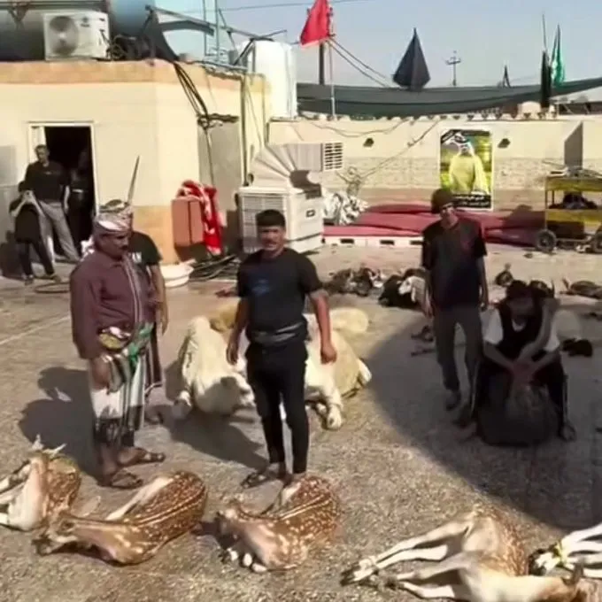 ذبح گوزن زرد