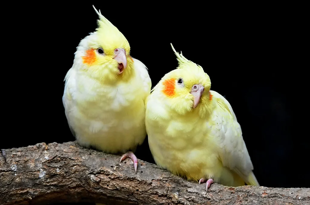 عروس هلندی
